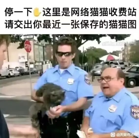 “我和我的动物朋友!”趣网美优酱评测(进阶)评测,无口系猫娘