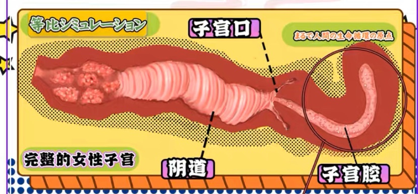 GXP——“SG研究社(1代)”评测!带一点幻想元素的仿解刨结构飞机杯!