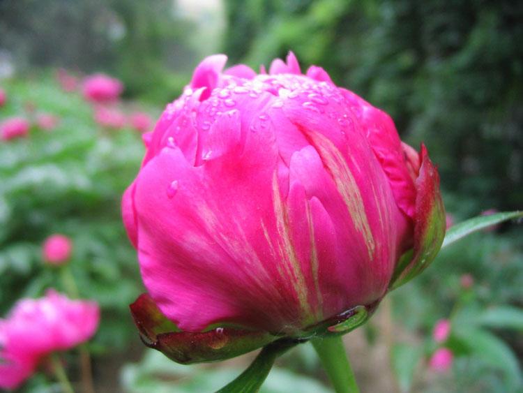 Ride-Japan“蓓蕾猫女仆”（慢玩）评测！有创意的设计，很平庸的软胶