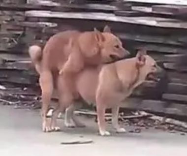 LoveFactor屁股型充气炮架评测!低配版大臀玩具,高兼容性大入口!