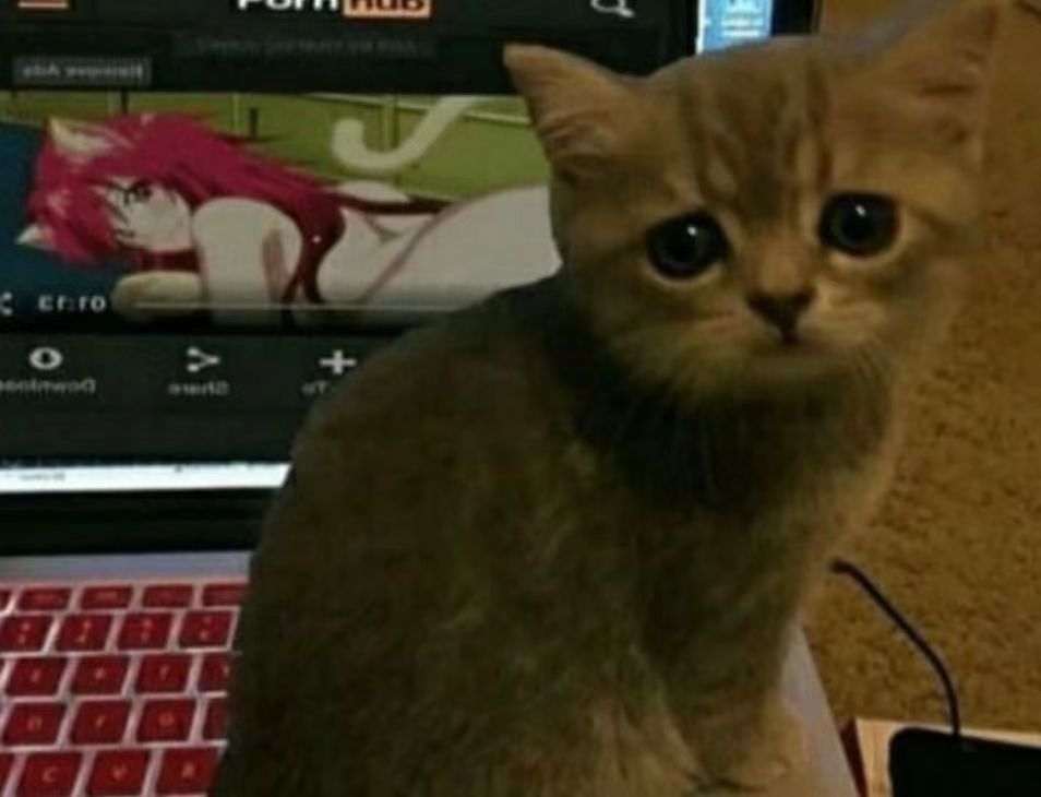 GXP-“赫萝猫娘”评测(高刺激)!要…要被猫猫“暴风吸入”惹!