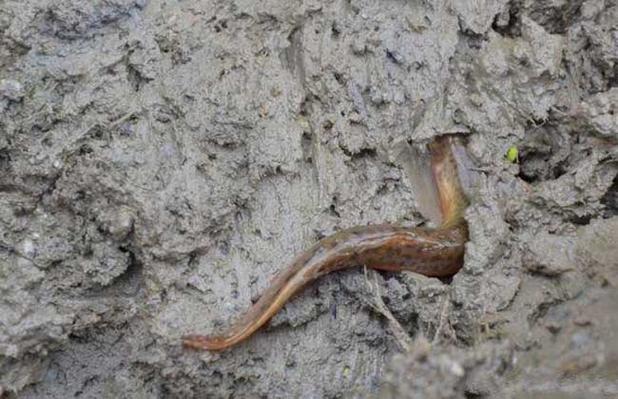 对子哈特——“时间术士”评测!泥鳅打洞?阿鉴的歪牛子终于有了用武之地!