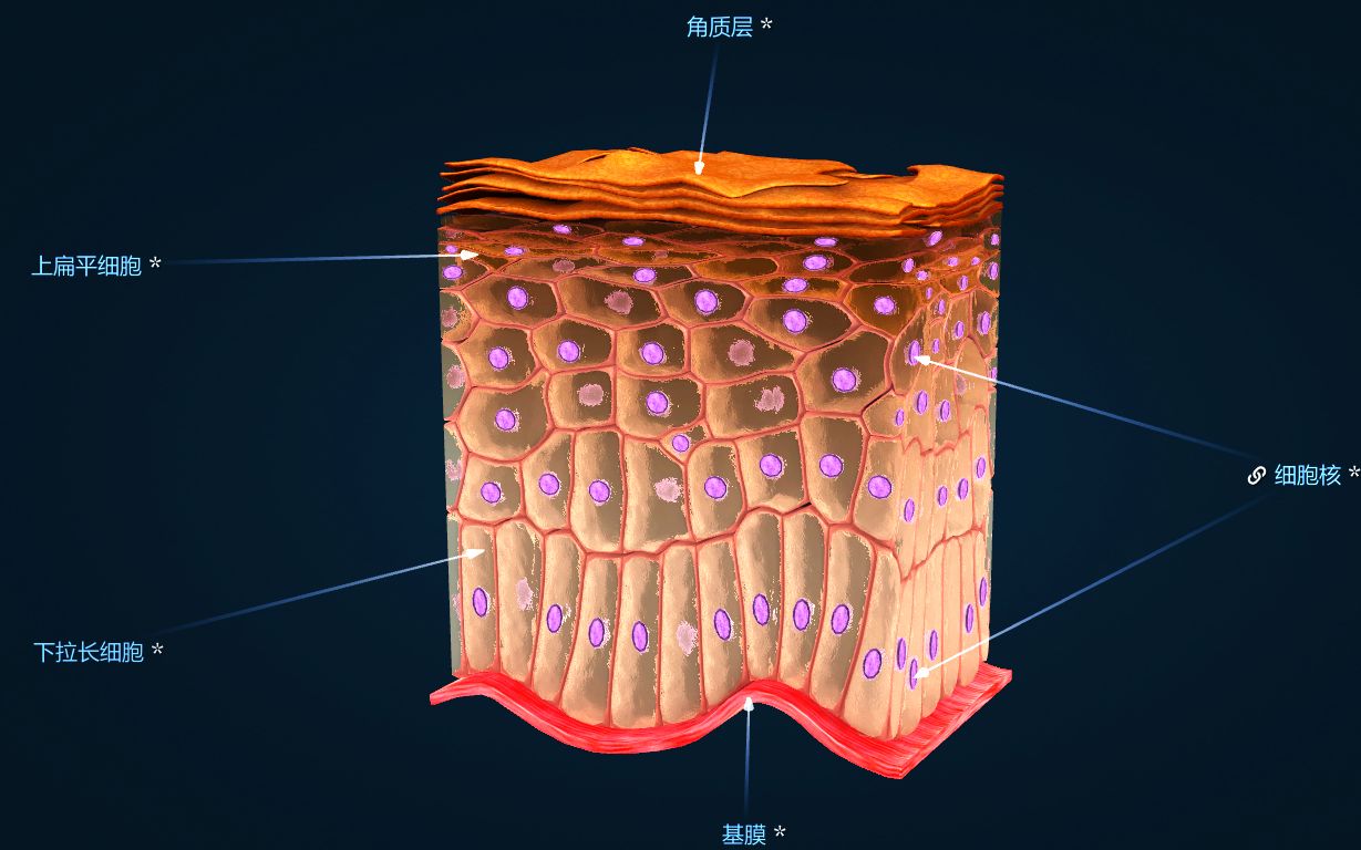Ride-Japan——“VanPush”评测!像是被吸血鬼狠狠咬住牛牛!充满口杯感的胶体搭