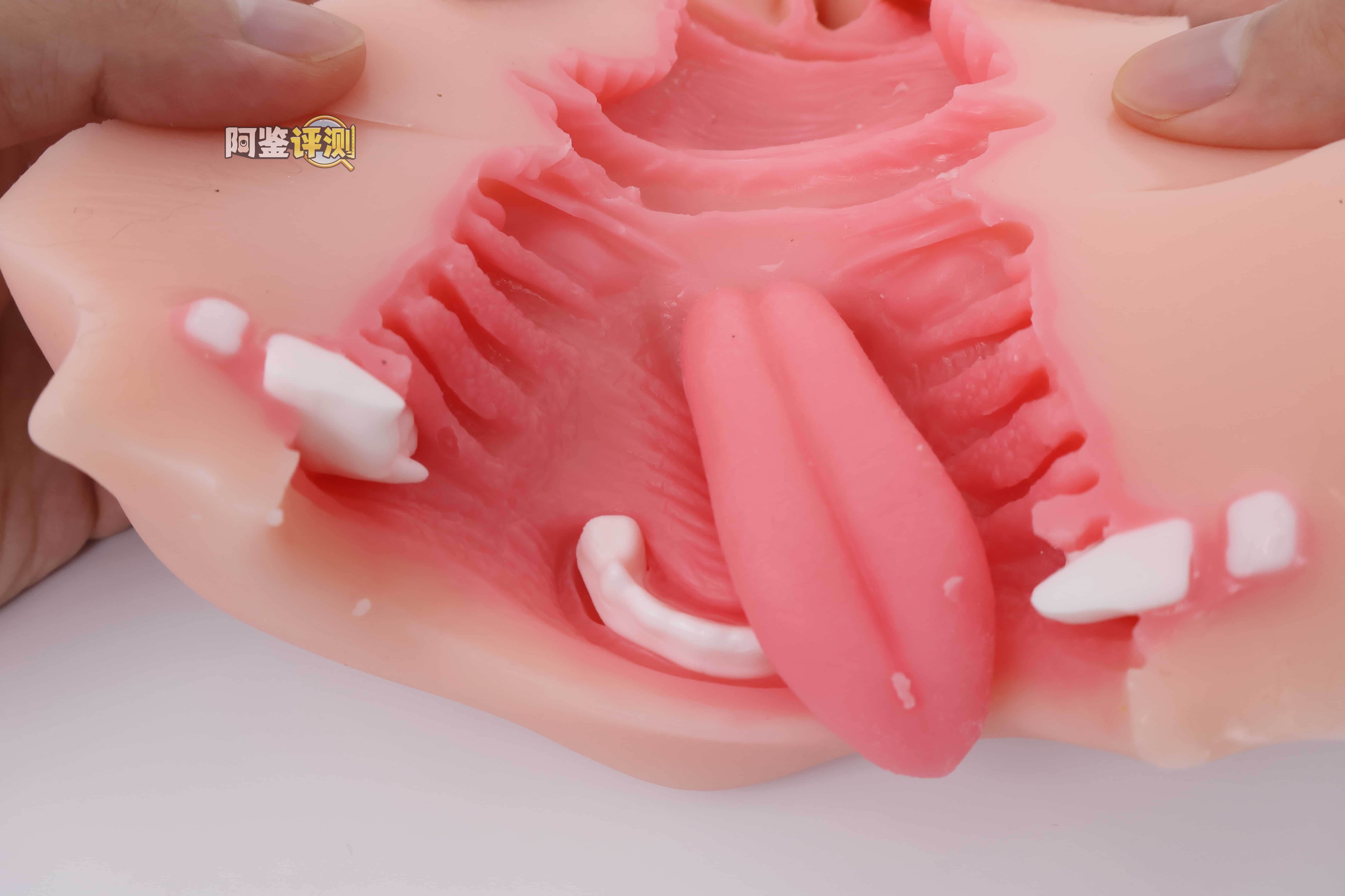 KAGUYANO——”诗多利”评测!非常“二次元画风”的口腔结构,但深处的简单结构并不实用